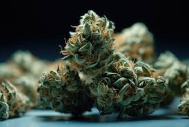 Discover the Best Regular Autoflower Seeds USA Discover the Best Regular Autoflower Seeds USA