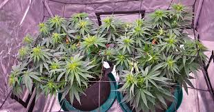 Discover the Best Regular Autoflower Seeds USA Discover the Best Regular Autoflower Seeds USA