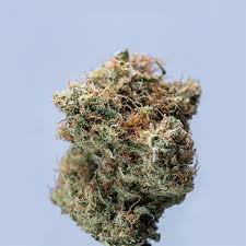 Discover the Best Regular Autoflower Seeds USA Discover the Best Regular Autoflower Seeds USA